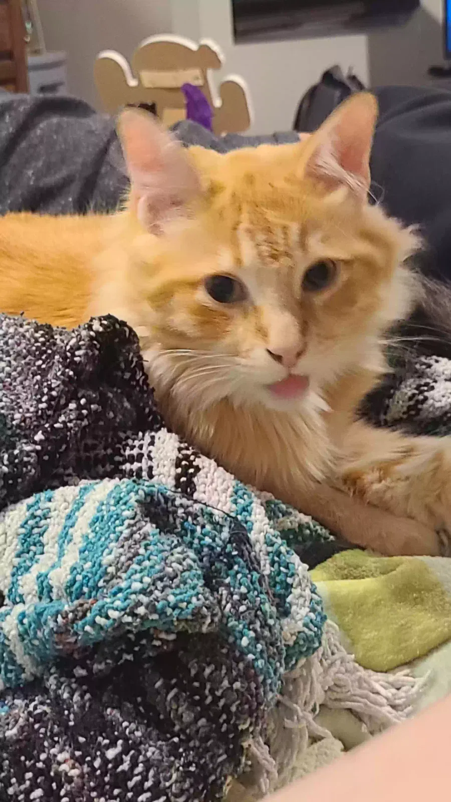 Found cat in Taylor, MI, 48180