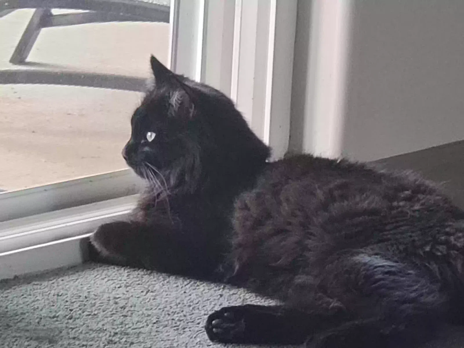 Lost cat in Rio Rancho, NM, 87144