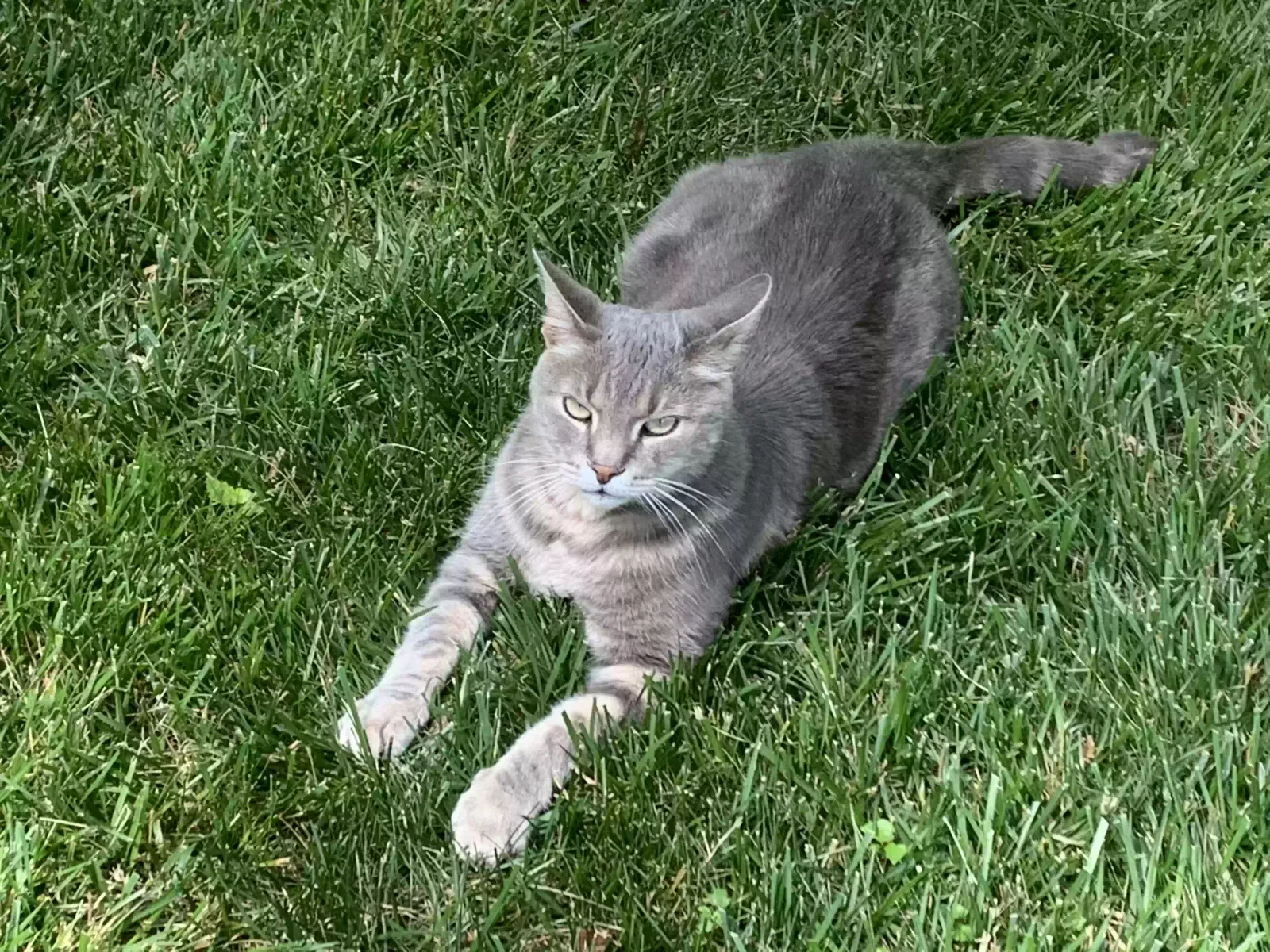 Lost cat in Falls Church, VA, 22043