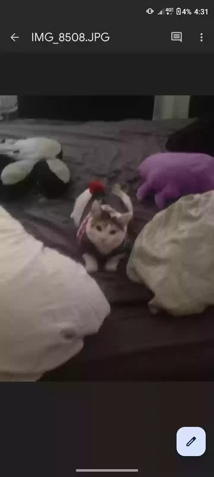 Lost cat in Fort Walton Beach, FL, 32548