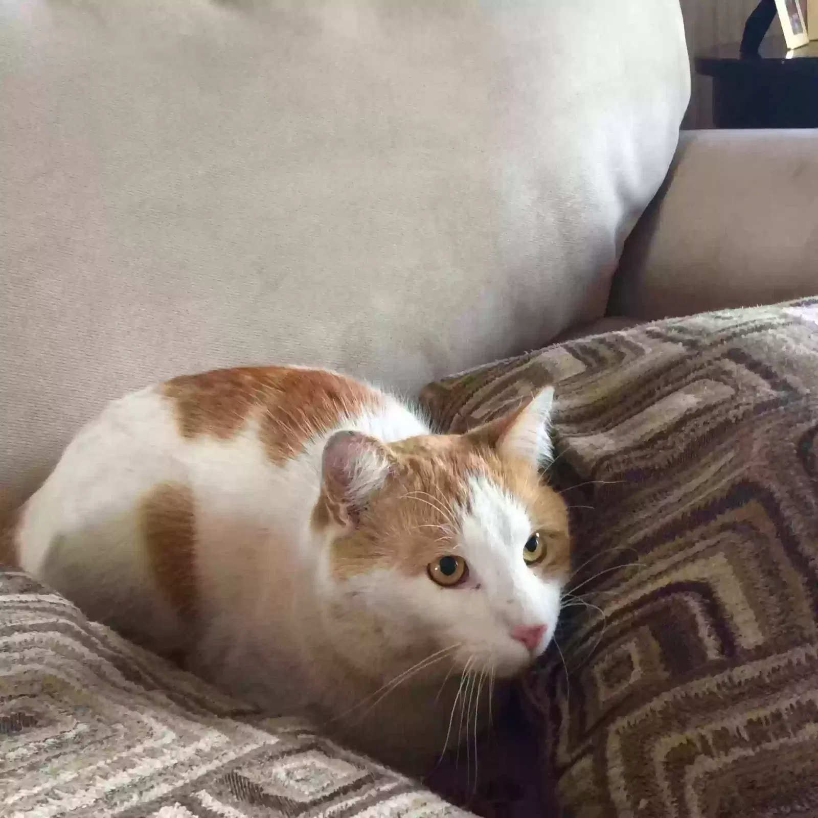 Lost cat in Middletown, CT, 6457