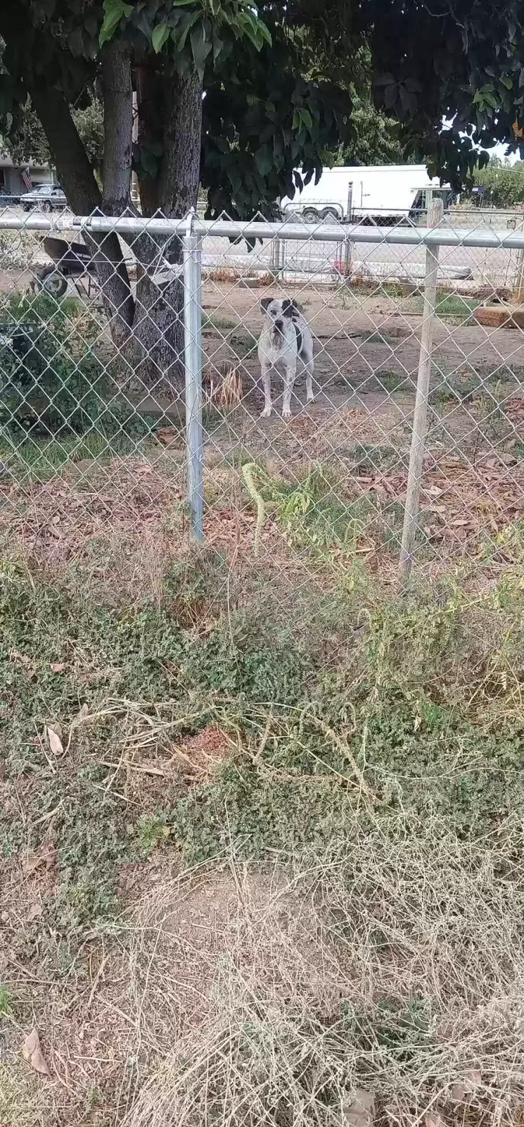 Found dog in Modesto, CA, 95358