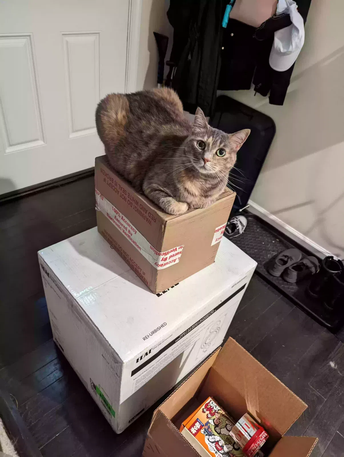 Lost cat in Glen Burnie, MD, 21060
