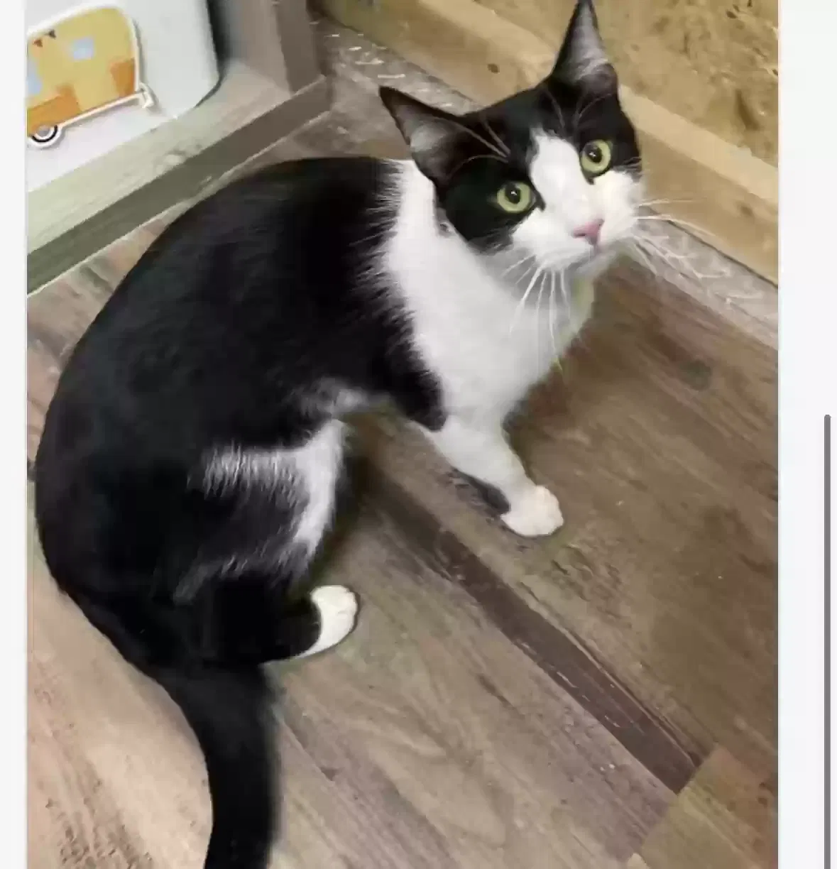 Lost cat in Denton, TX, 76208