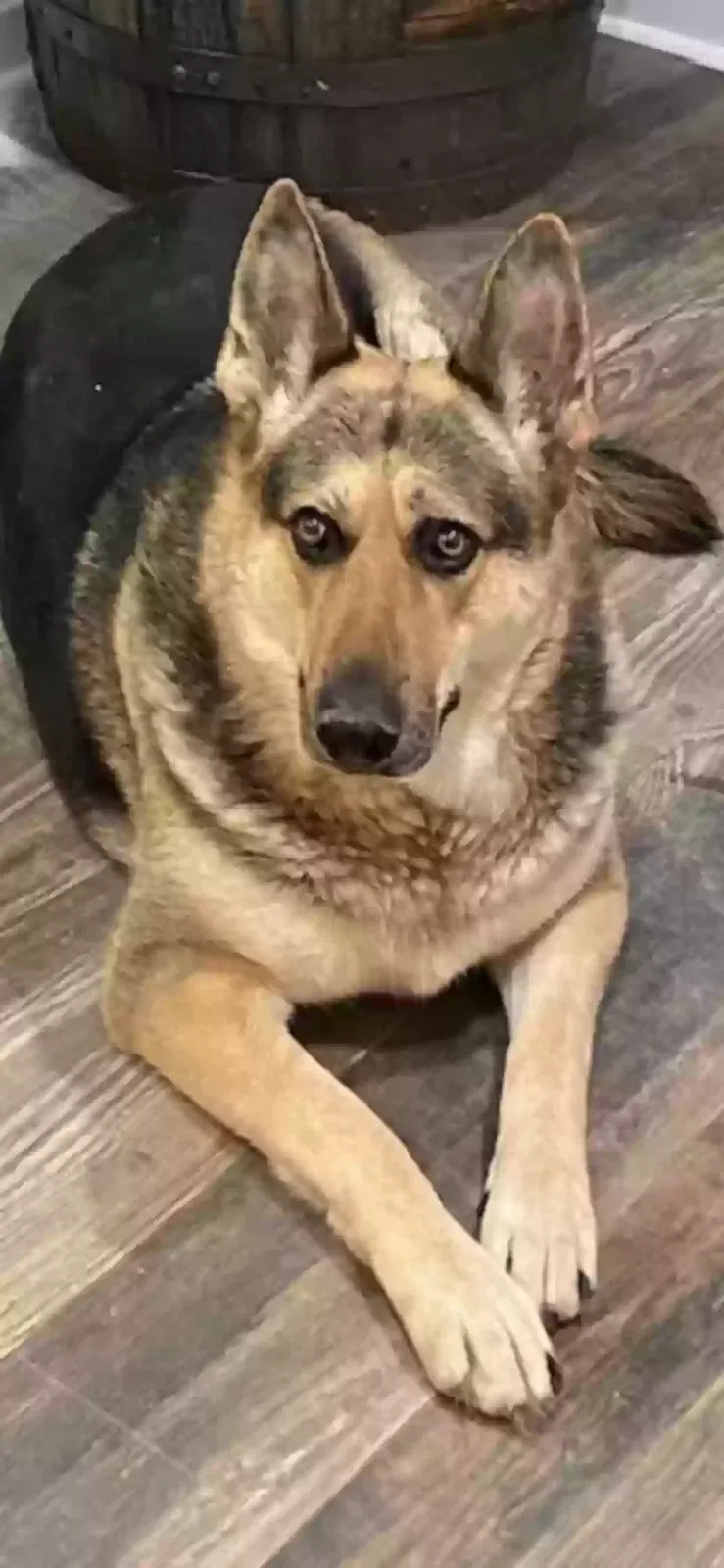 Lost dog in New Hope, AL, 35760