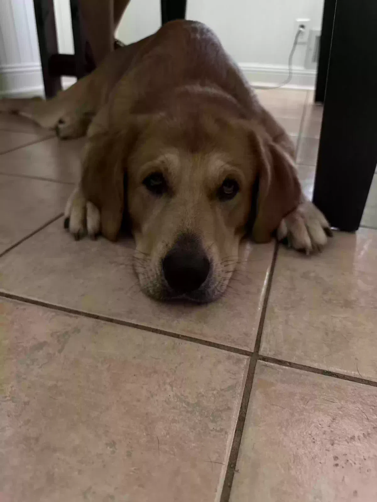 Found dog in Winder, GA, 30680
