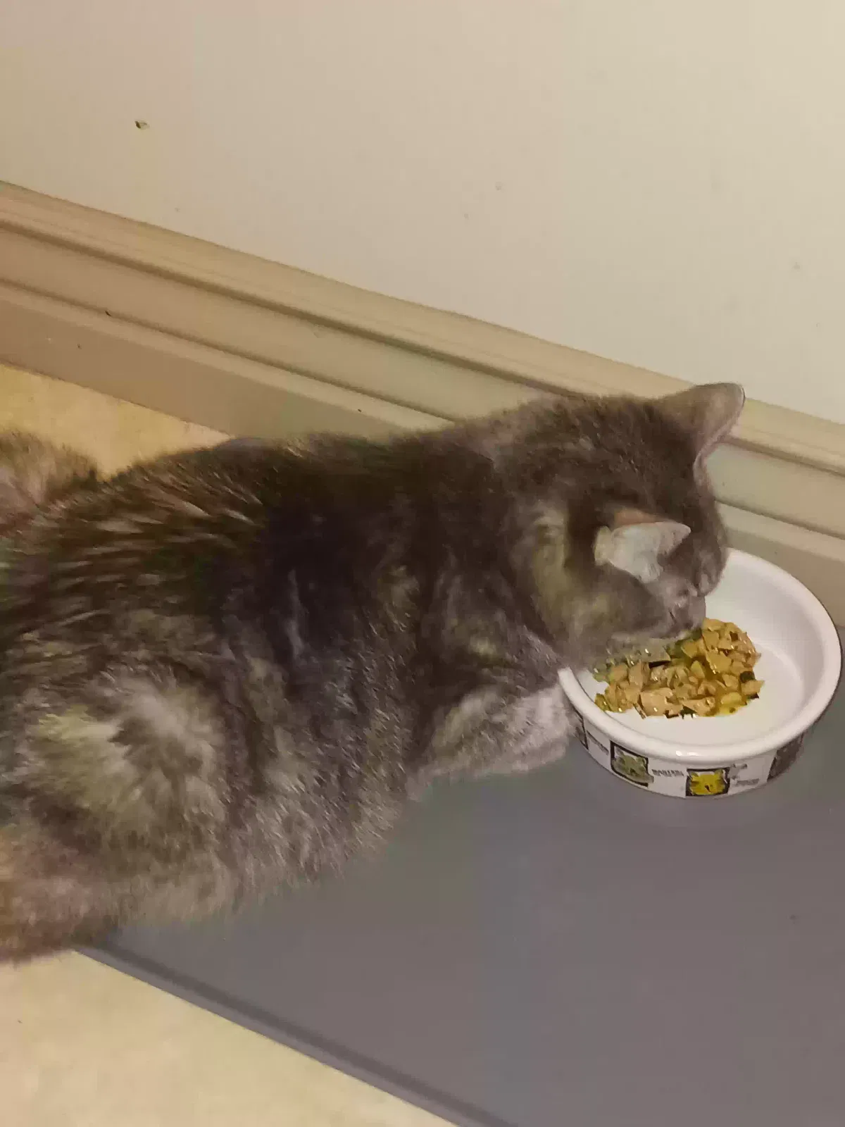 Lost cat in Layton, UT, 84041