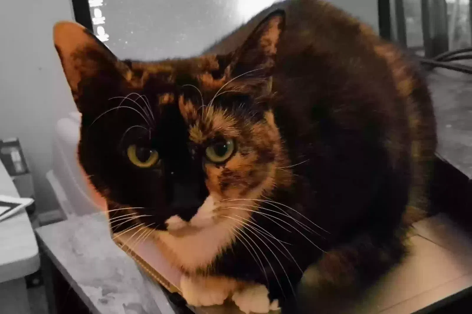 Lost cat in Richmond, VA, 23225