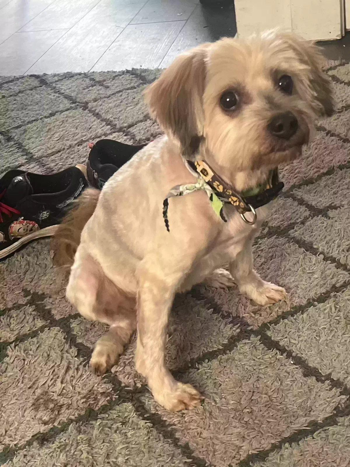 Lost dog in Cincinnati, OH, 45219