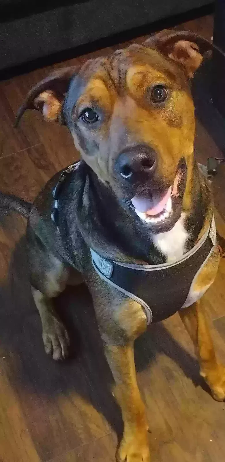 Found dog in Dallas, TX, 75287