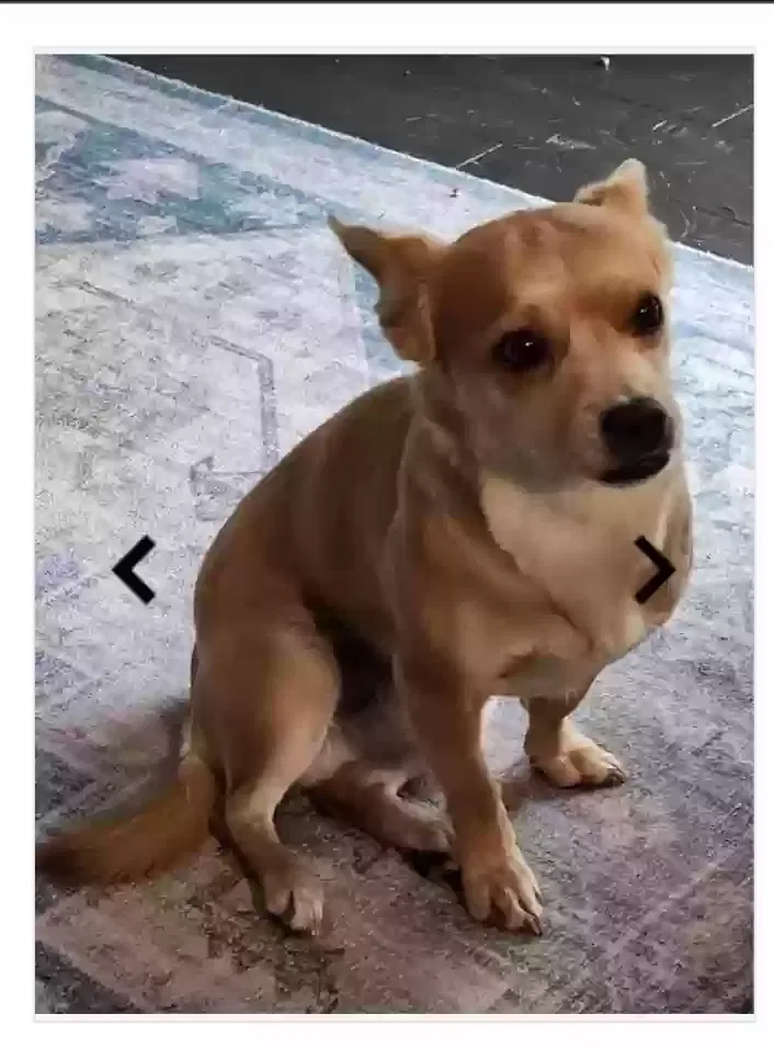 Lost dog in Lowell, IN, 46356