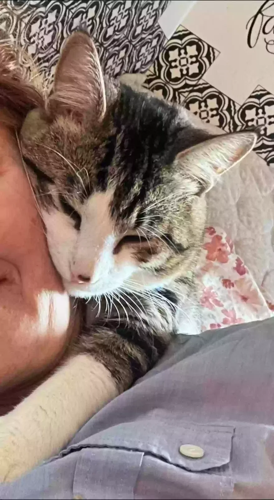 Lost cat in Minneapolis, MN, 55412