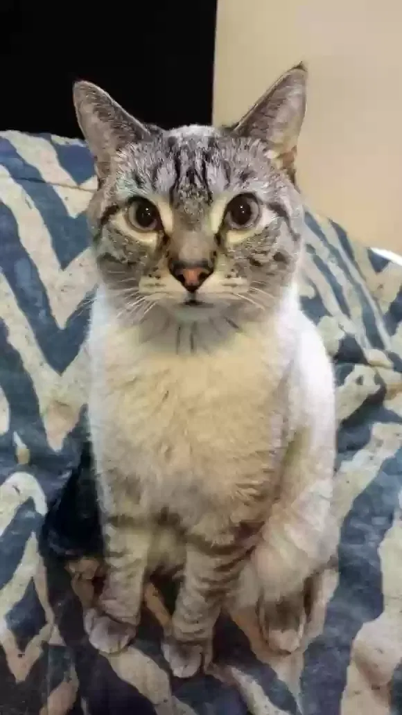 Lost cat in Oak Lawn, IL, 60453