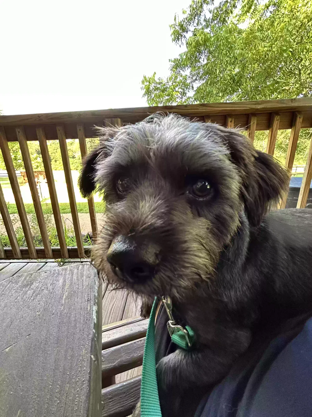 Lost dog in Splendora, TX, 77372