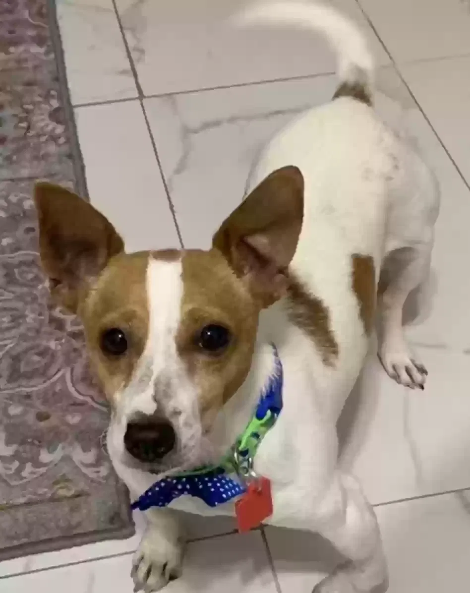 Lost dog in Miami, FL, 33142