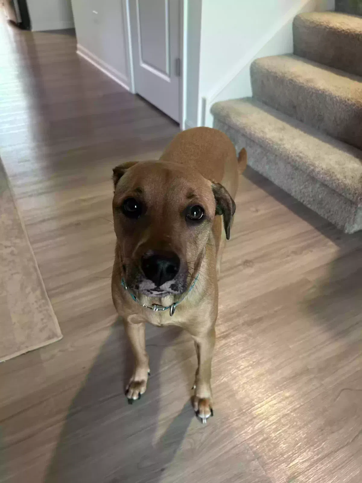 Lost dog in Oswego, IL, 60543