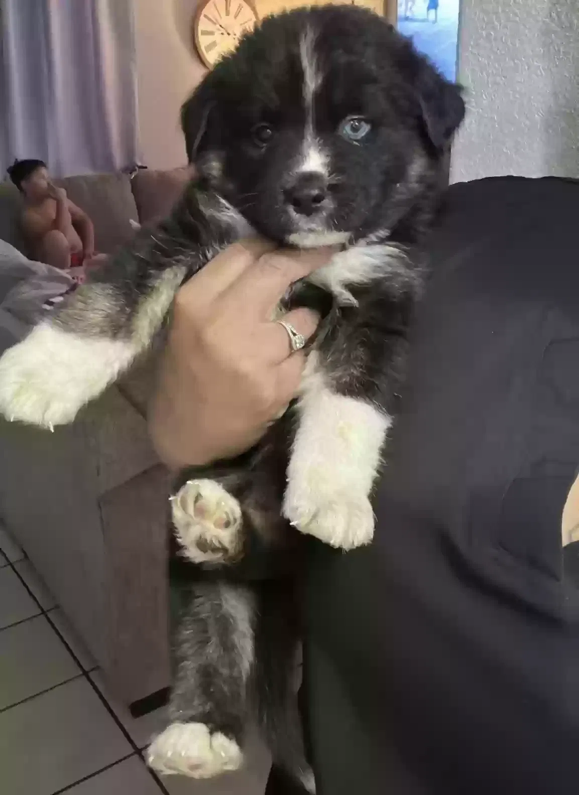 Lost dog in El Paso, TX, 79938