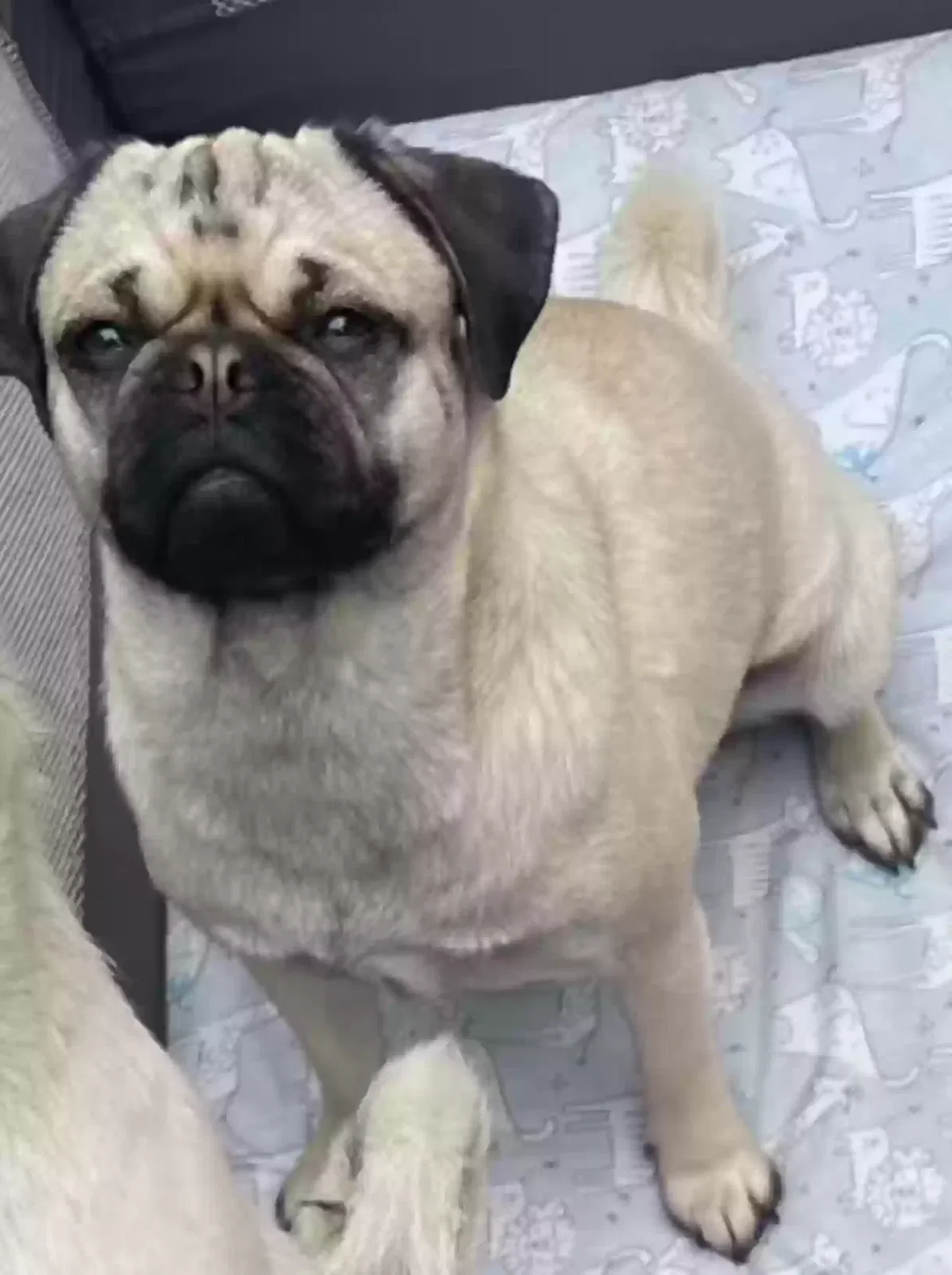 Lost dog in Denver, CO, 80239