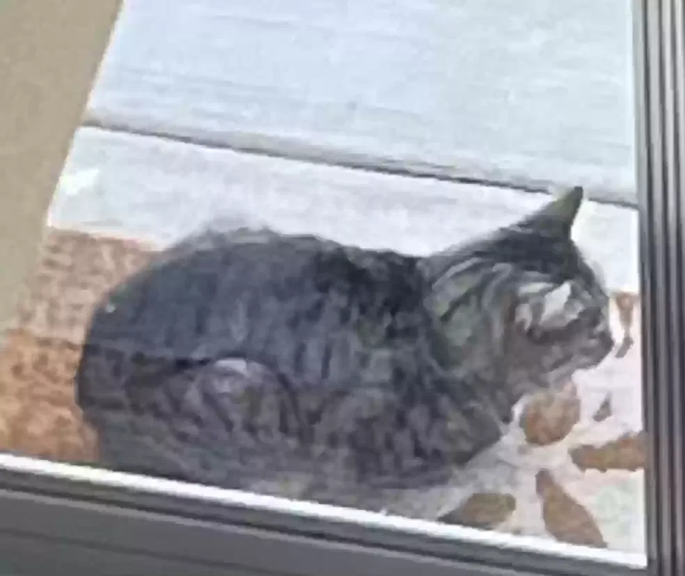 Found cat in Timnath, CO, 80547