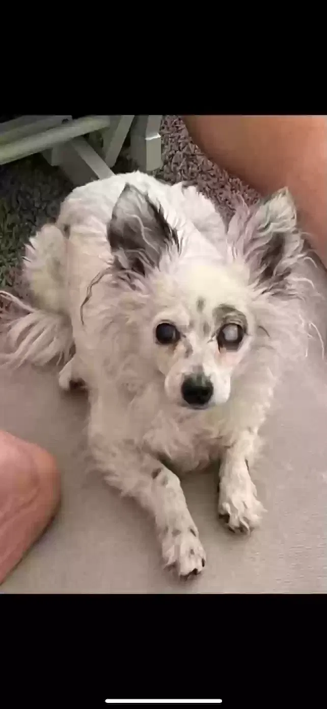 Lost dog in Compton, CA, 90222