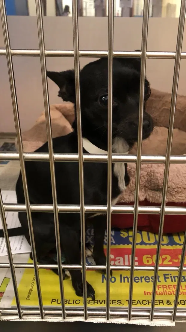 Lost dog in Jacksonville, FL, 32246
