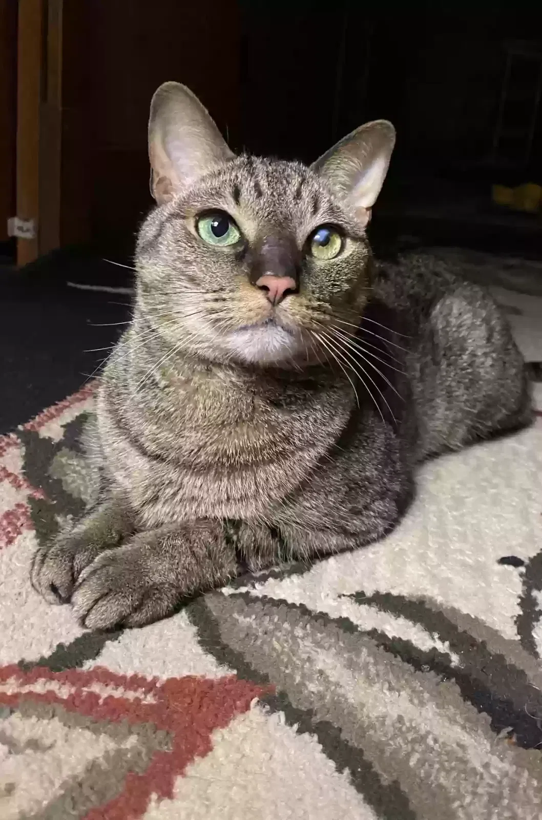 Lost cat in Sun City Center, FL, 33573