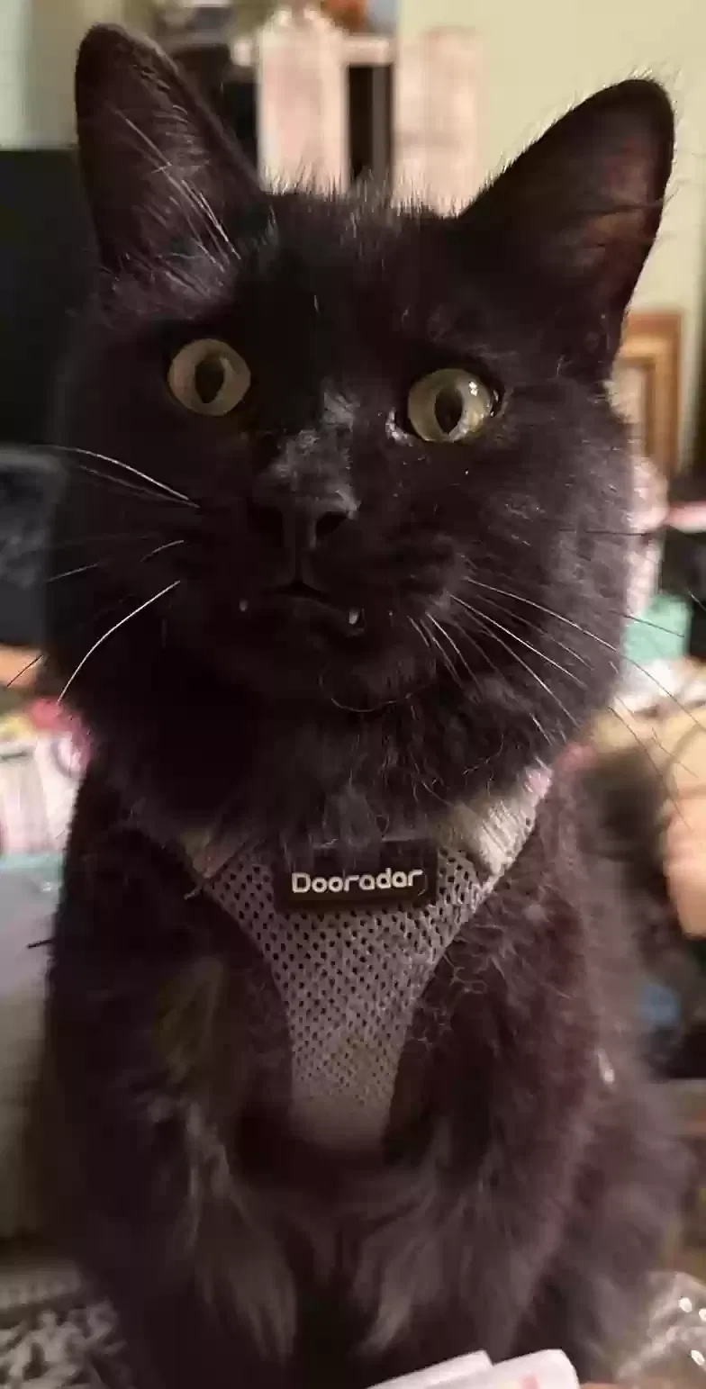 Lost cat in Baytown, TX, 77521