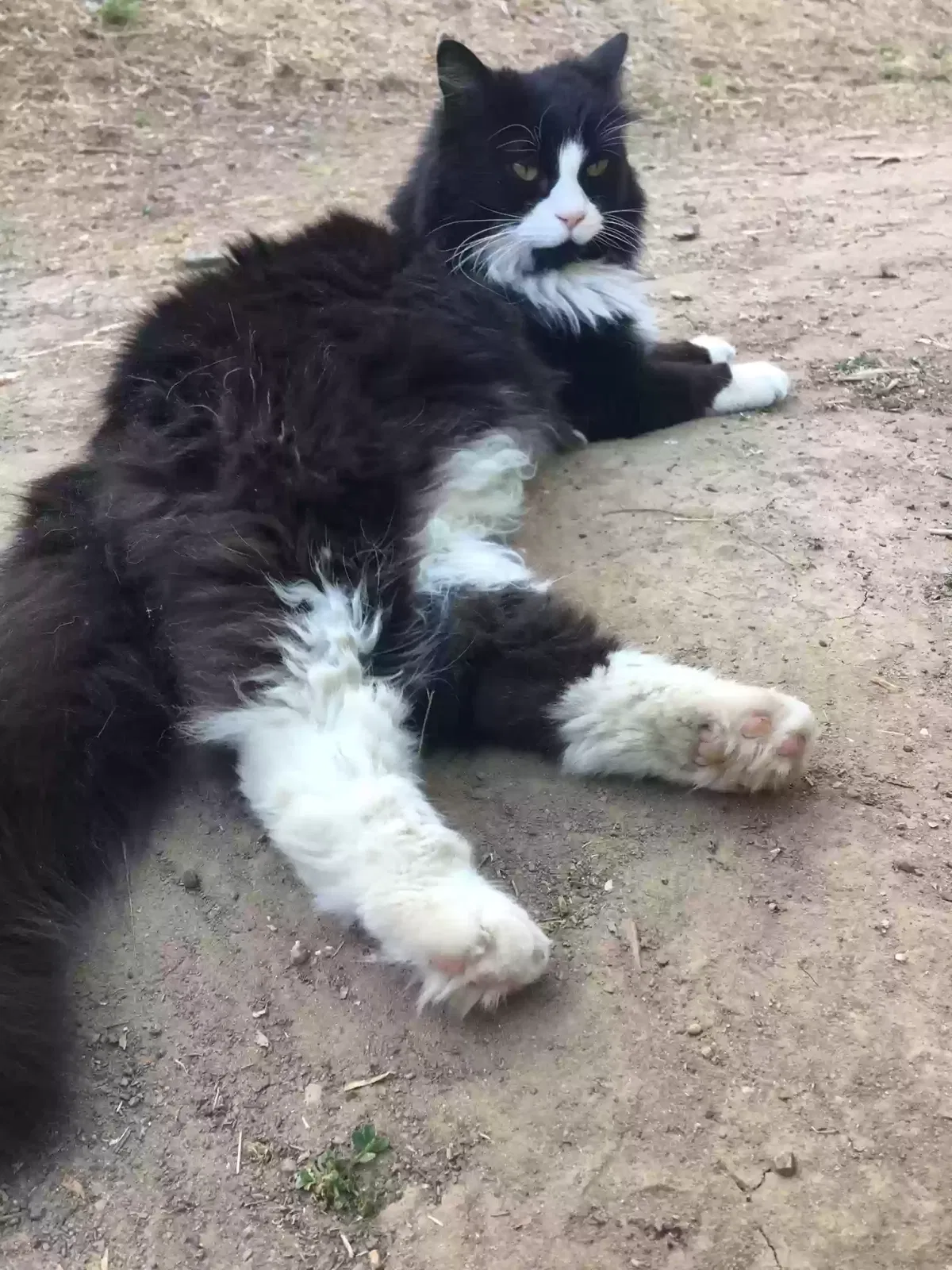 Lost cat in Santa Barbara, CA, 93111