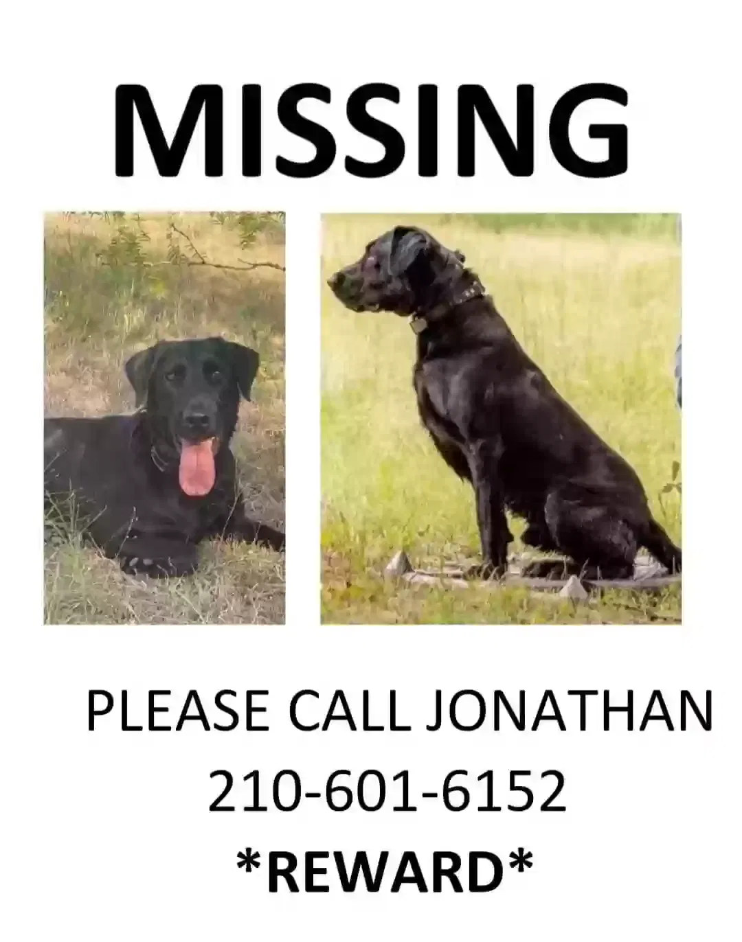 Lost dog in San Antonio, TX, 78233