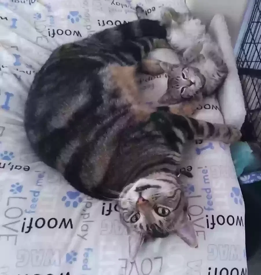 Lost cat in Lancaster, CA, 93536