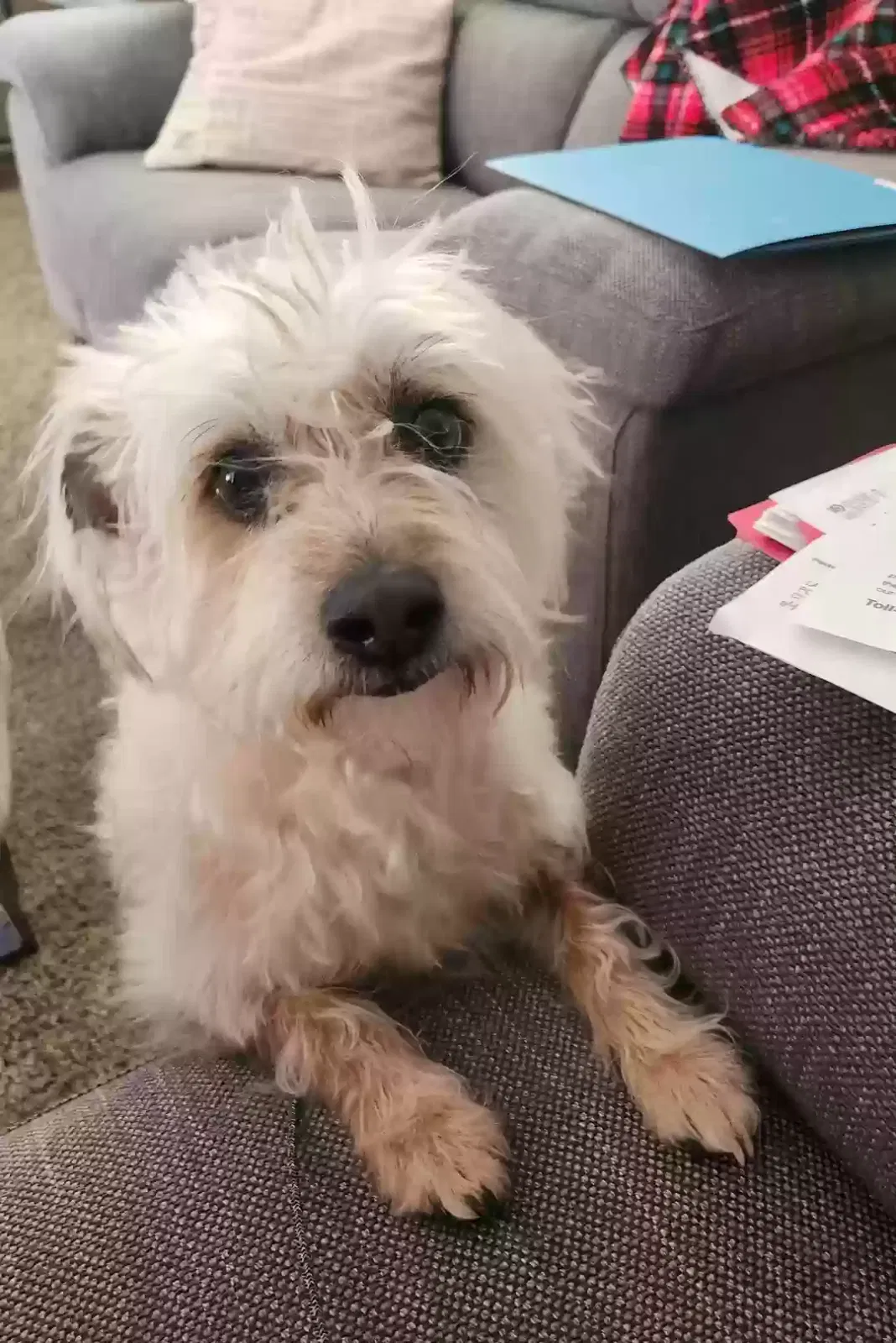Lost dog in Avondale, AZ, 85392