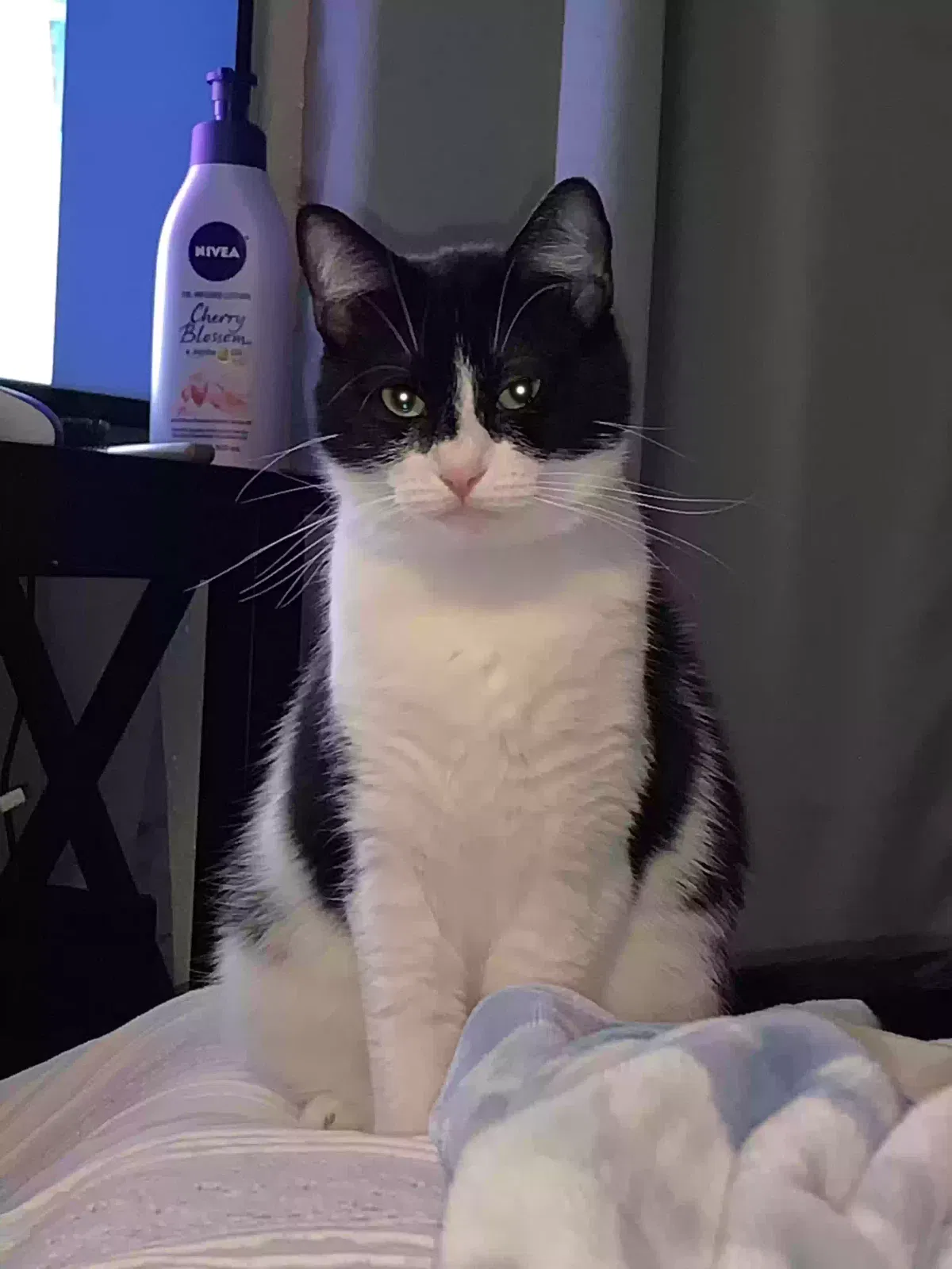 Lost cat in San Diego, CA, 92105