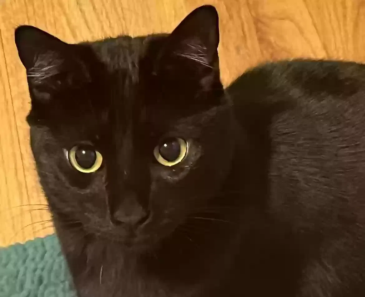 Lost cat in Colorado Springs, CO, 80909
