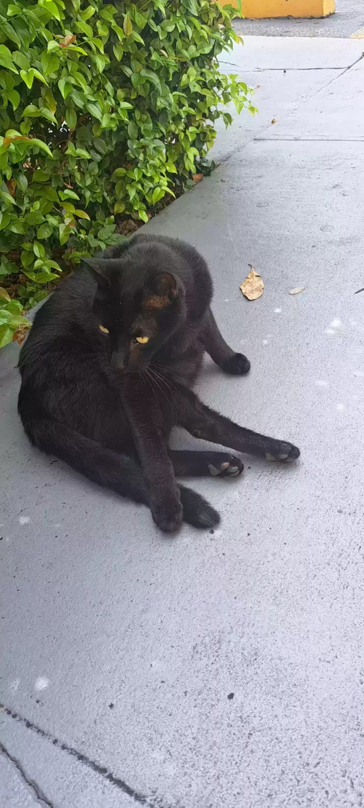 Lost cat in Miami, FL, 33172