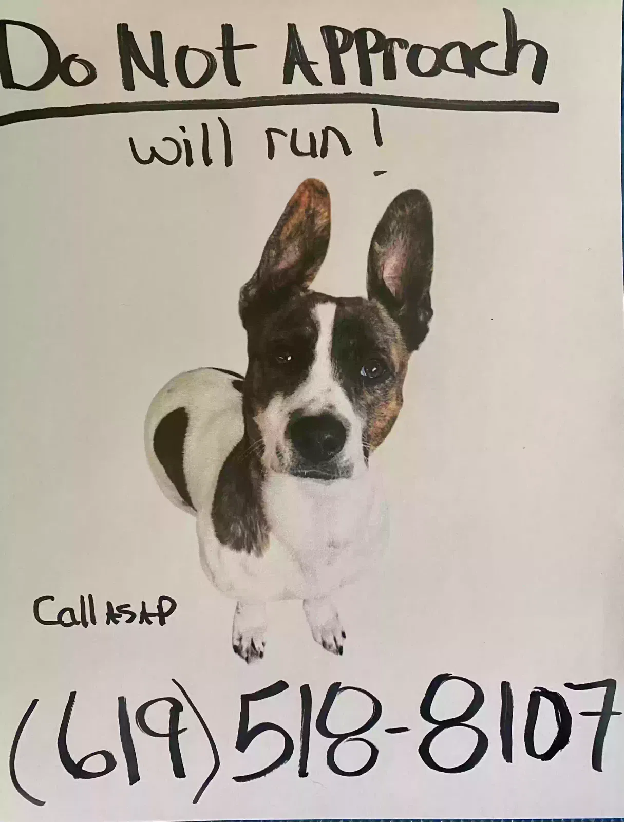 Lost dog in San Diego, CA, 92130