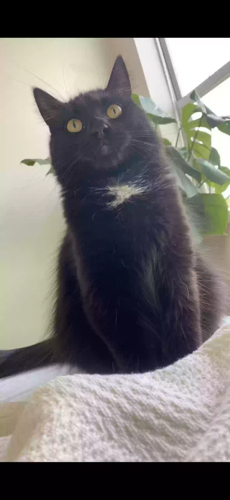 Lost cat in Minneapolis, MN, 55401