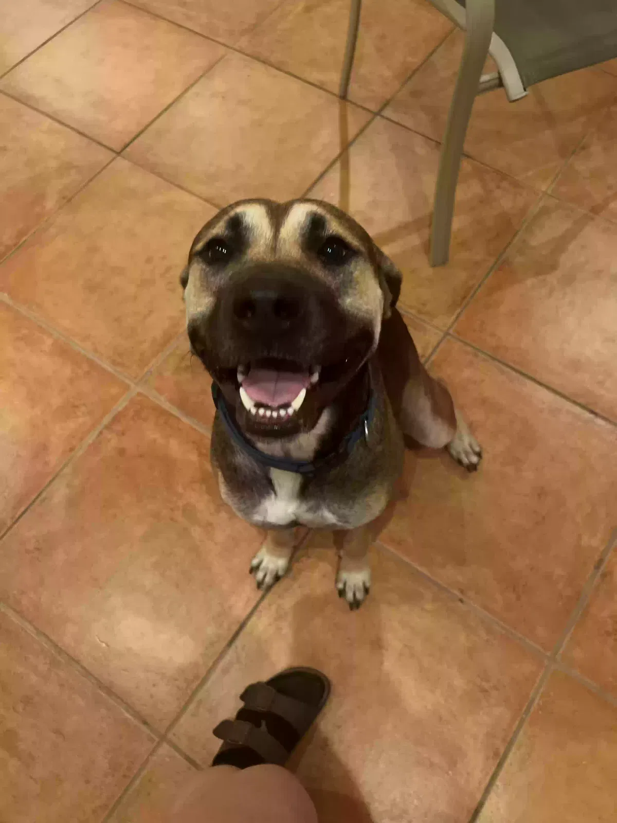 Lost dog in Ocala, FL, 34475