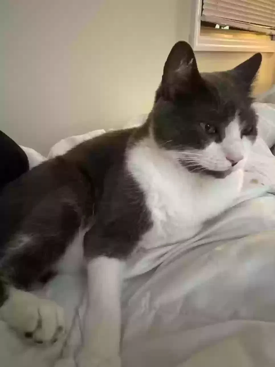 Lost cat in Tampa, FL, 33603