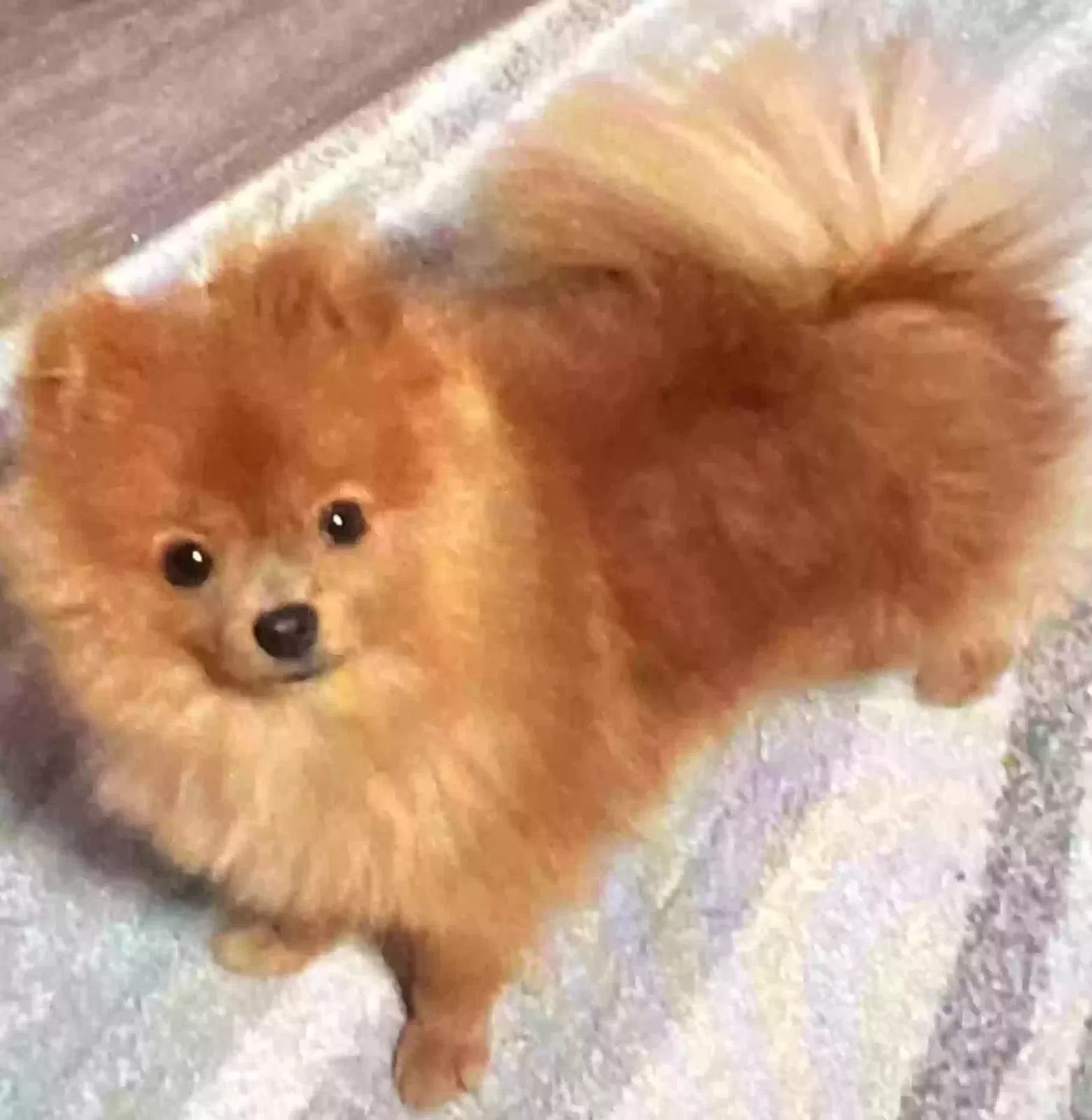 Lost dog in Baytown, TX, 77523