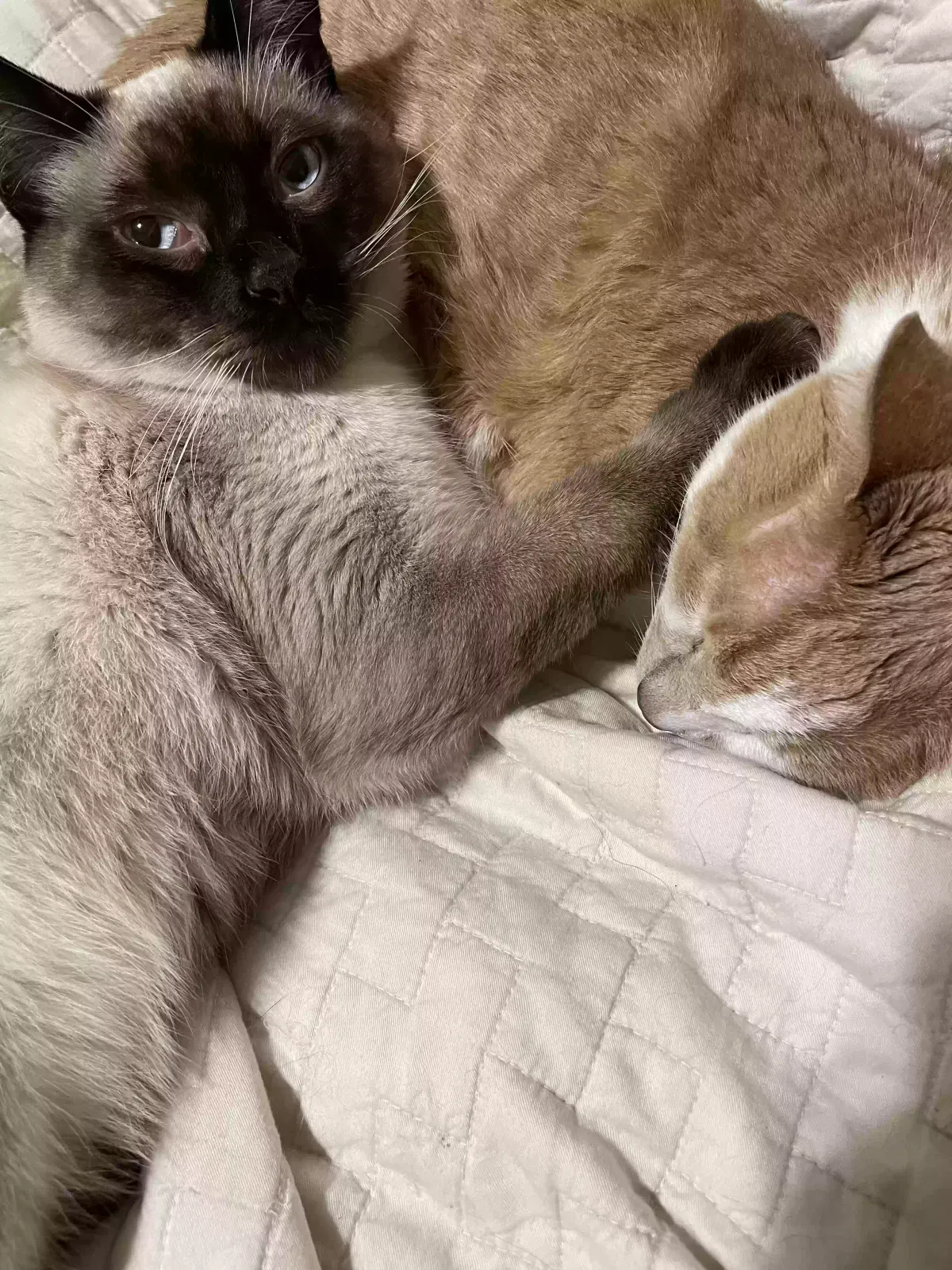Lost cat in Veradale, WA, 99037