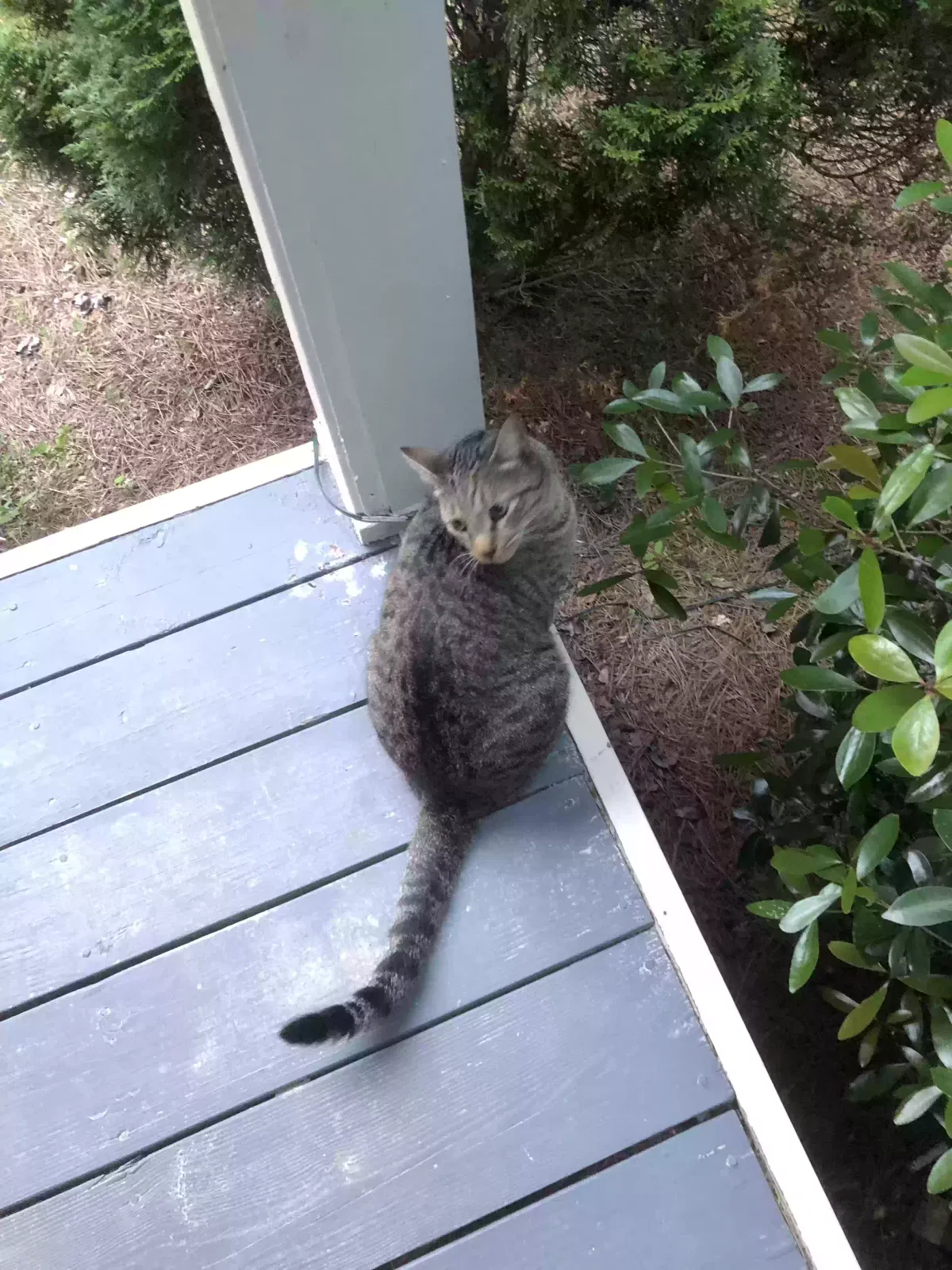 Lost cat in Dacula, GA, 30019