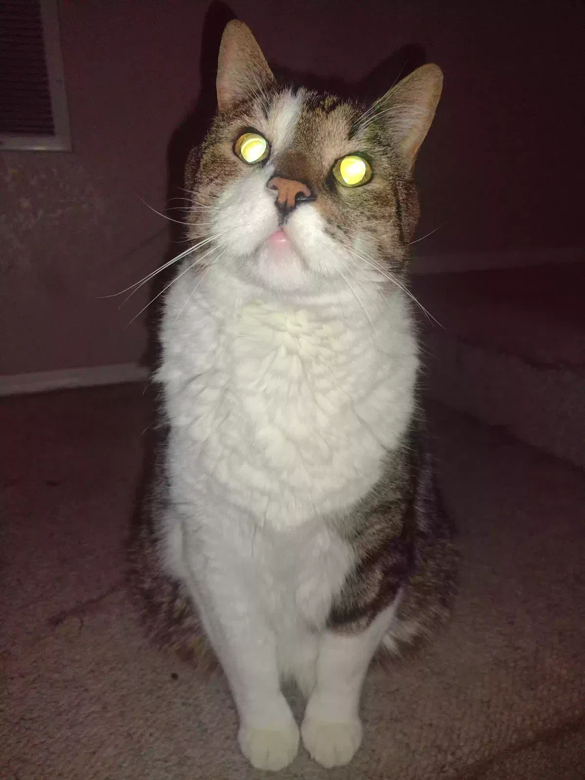 Lost cat in Albuquerque, NM, 87114