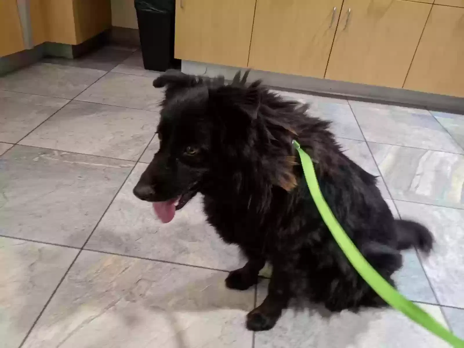 Found dog in Whittier, CA, 90606