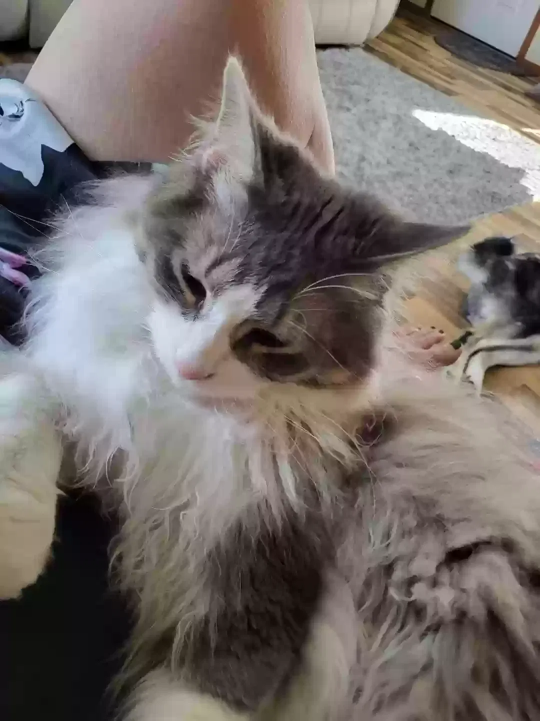 Lost cat in Adrian, MI, 49221