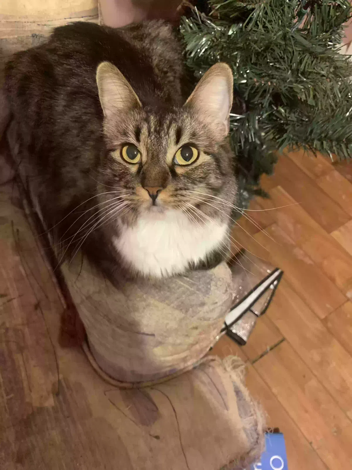Lost cat in Canton, OH, 44710