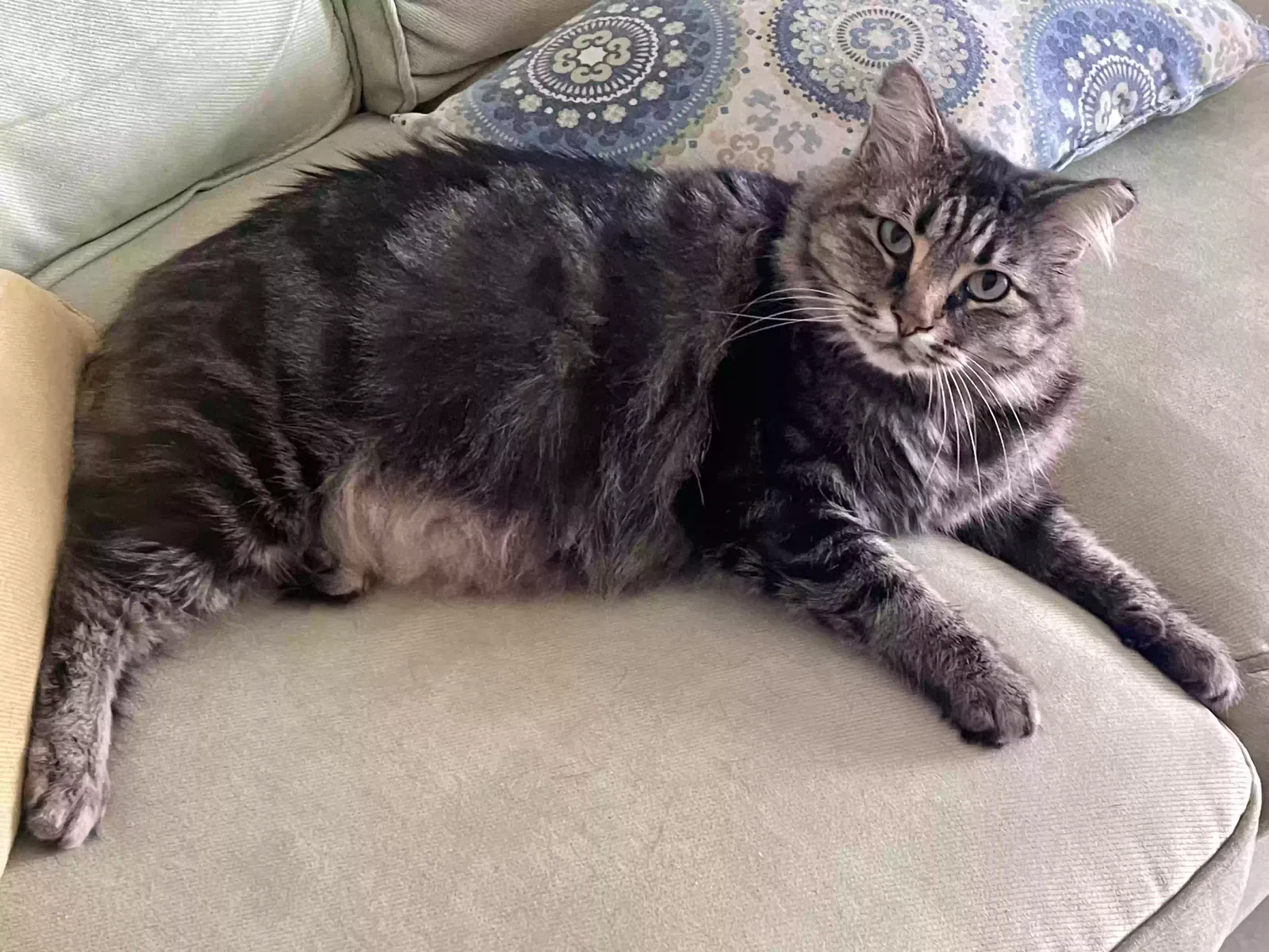 Lost cat in Tampa, FL, 33618