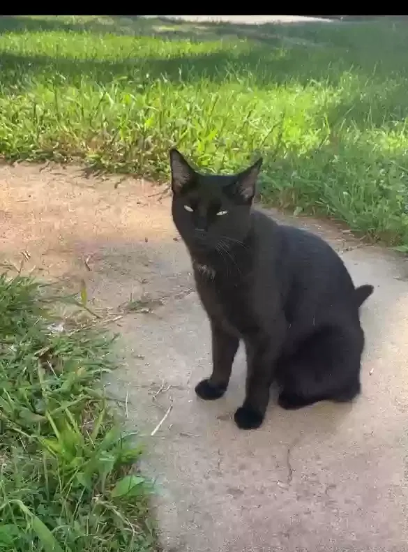 Lost cat in Saint Louis, MO, 63122