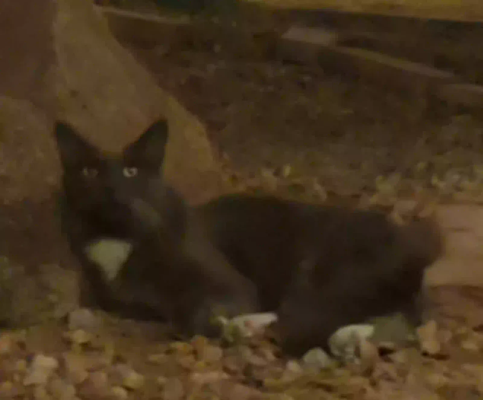 Found cat in Gilbert, AZ, 85233