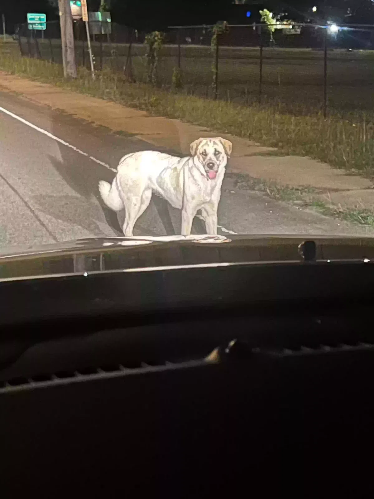 Found dog in Columbia, SC, 29204