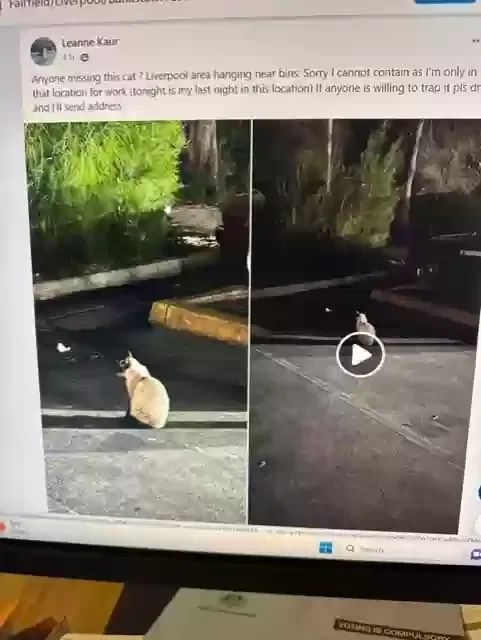 Found cat in Quincy, MA, 2170